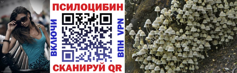 Купить где  Задонск  Галлюциногенные грибы Psilocybine cubensis 